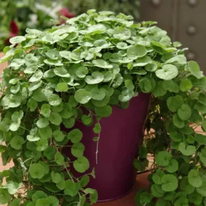 dichondra repens invasive 1