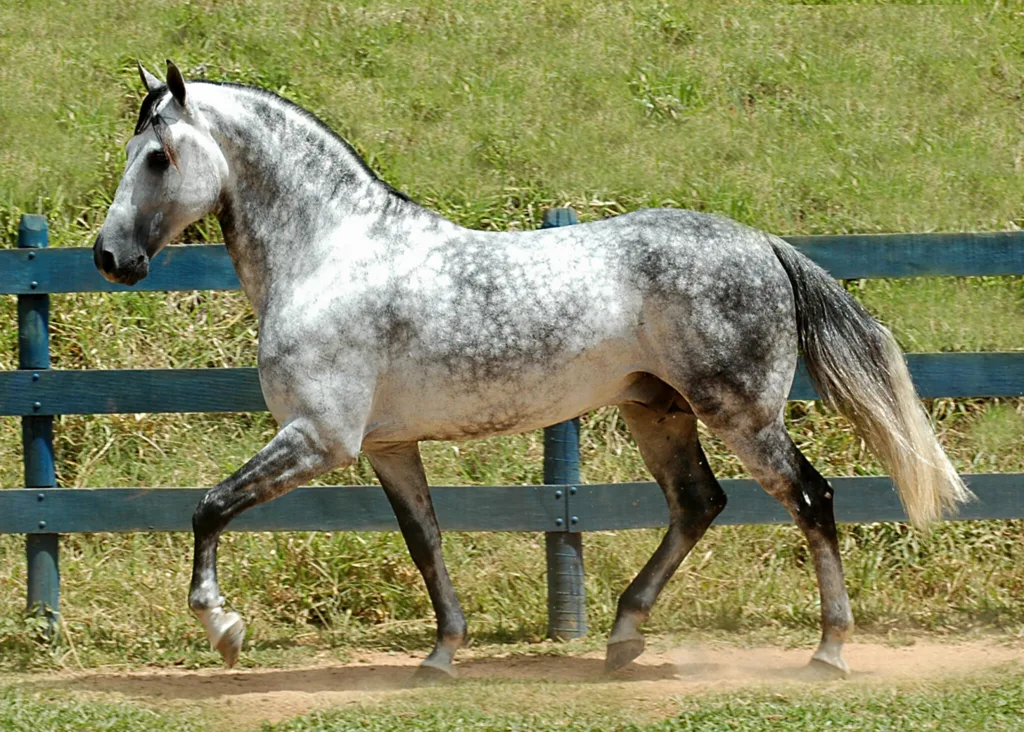 gray dapple horse 1675675572