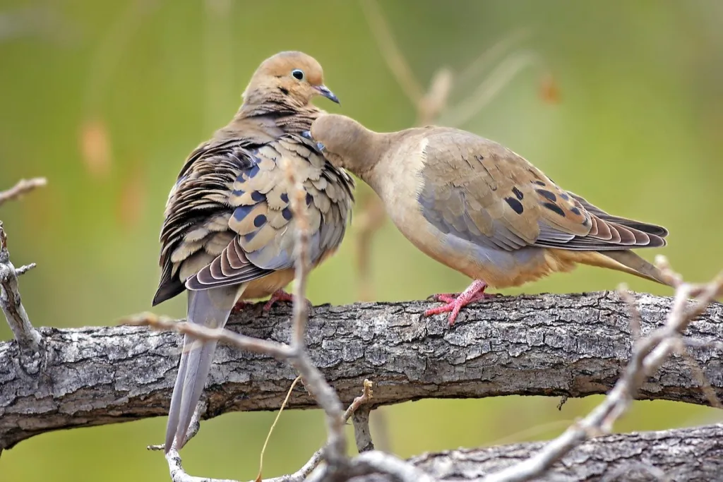 mourning doves 1676013442