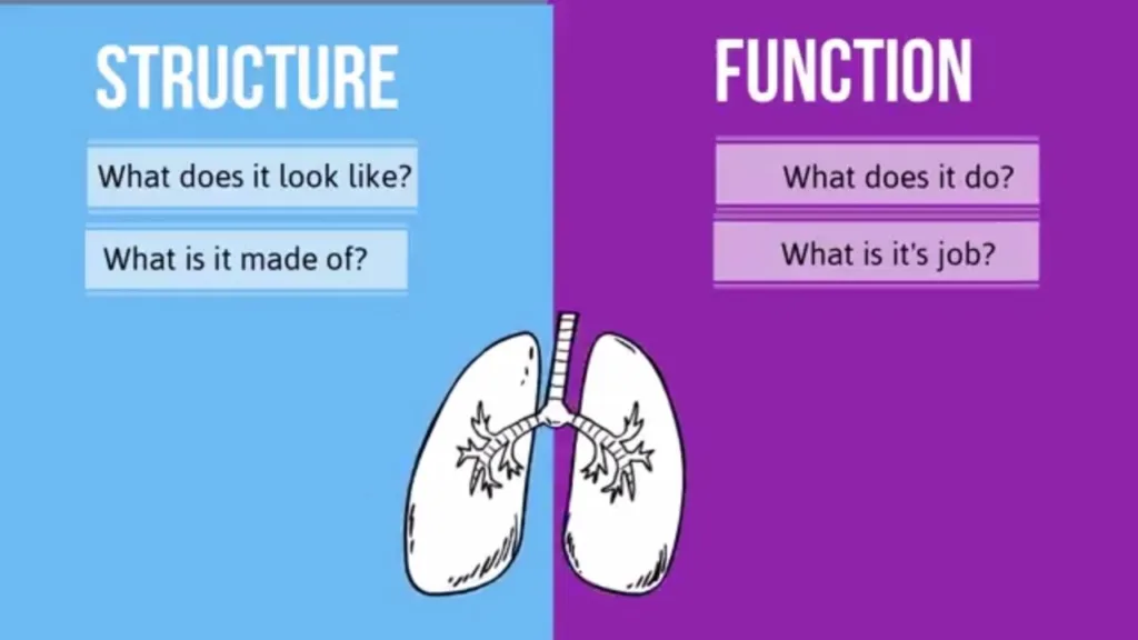 The Complementary Relationship Between Structure And Function