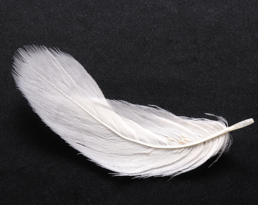 white feather 1675941433