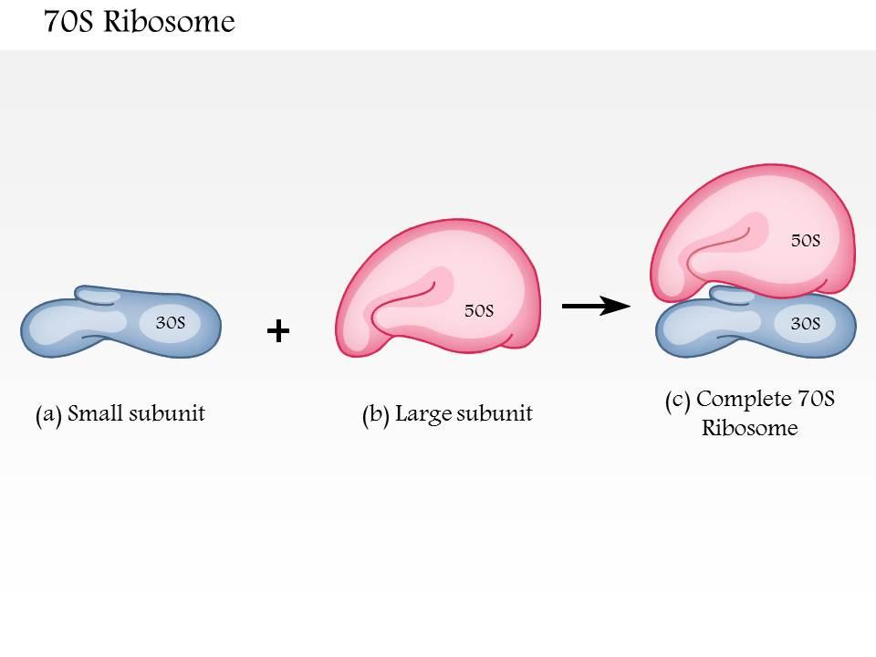 70S Ribosomes 1679482593