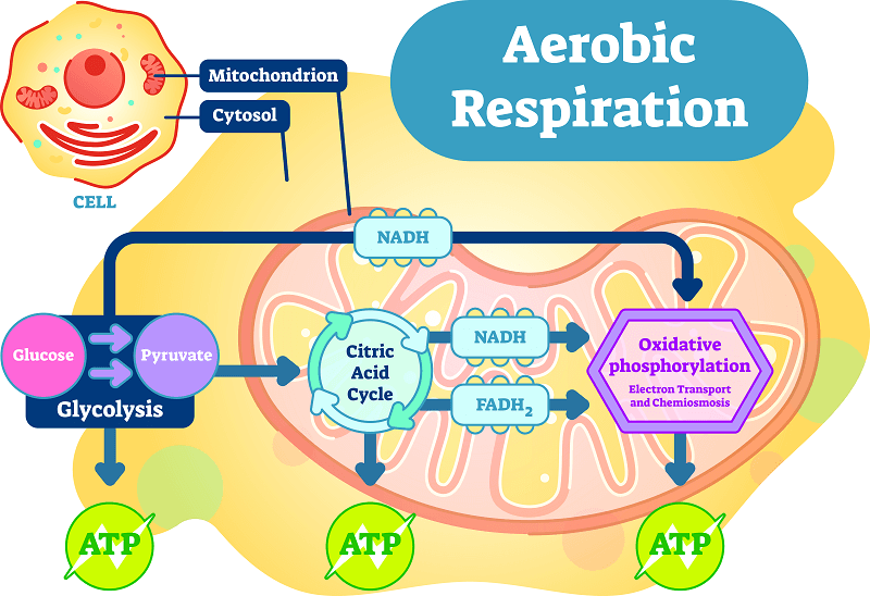aerobic respiration 1679993640