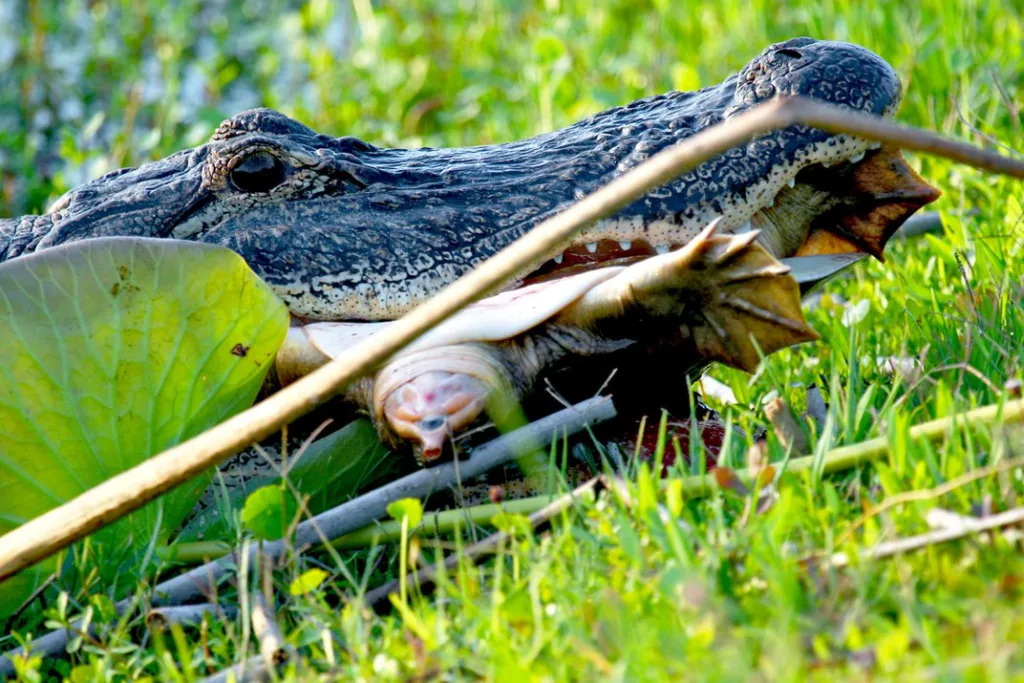 alligator eating turtle 1678352893