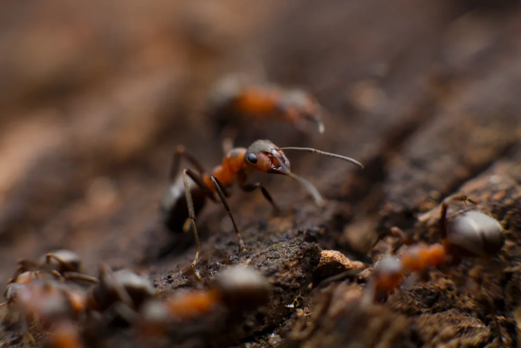 ants 1678353733