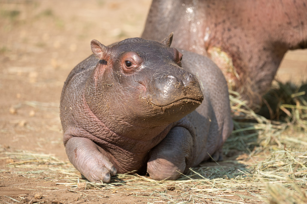 baby hippo 1678471341