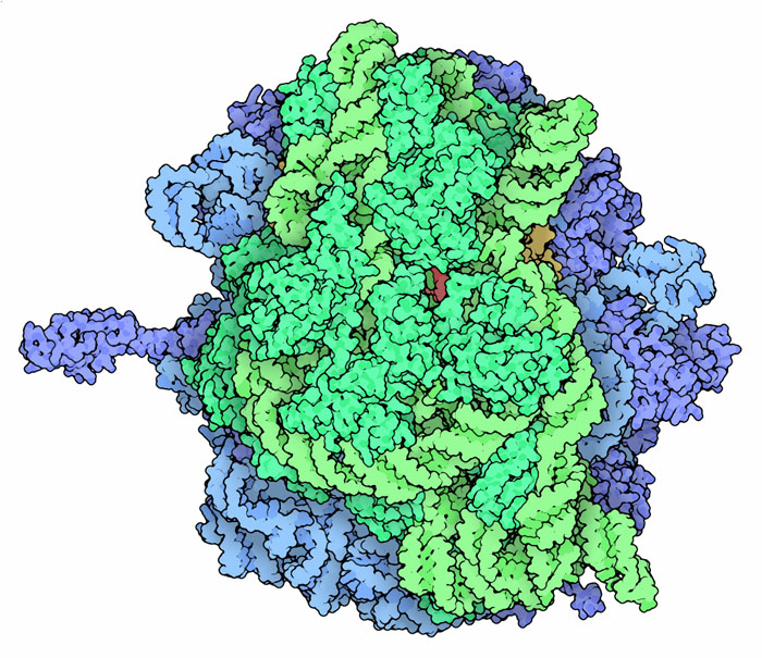 bacteria ribosome 1678359592