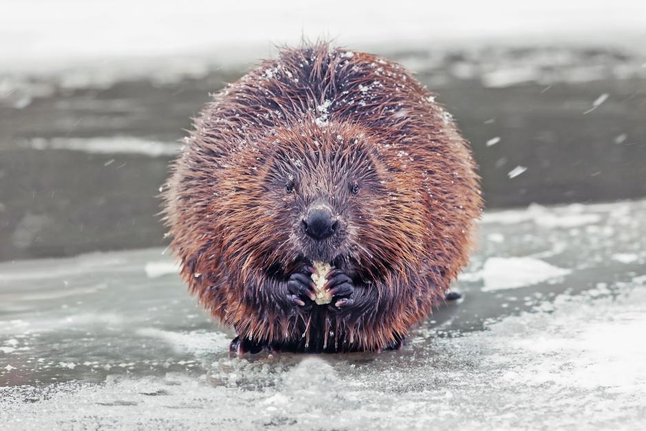 beavers winter 1678361025