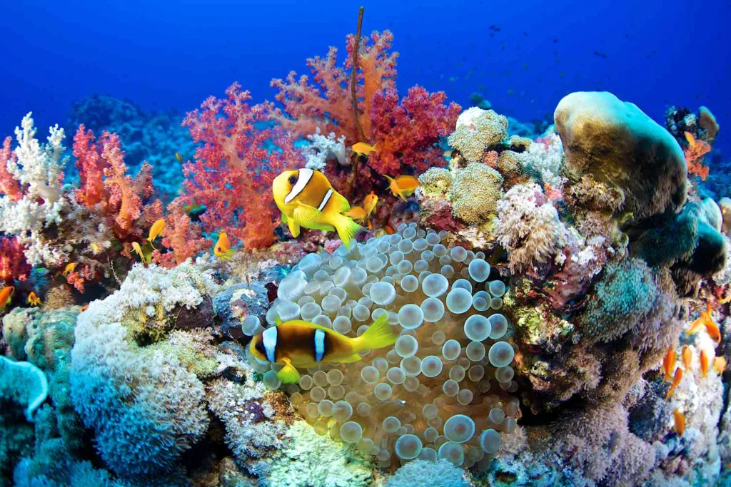 bermuda marine life 1678441606