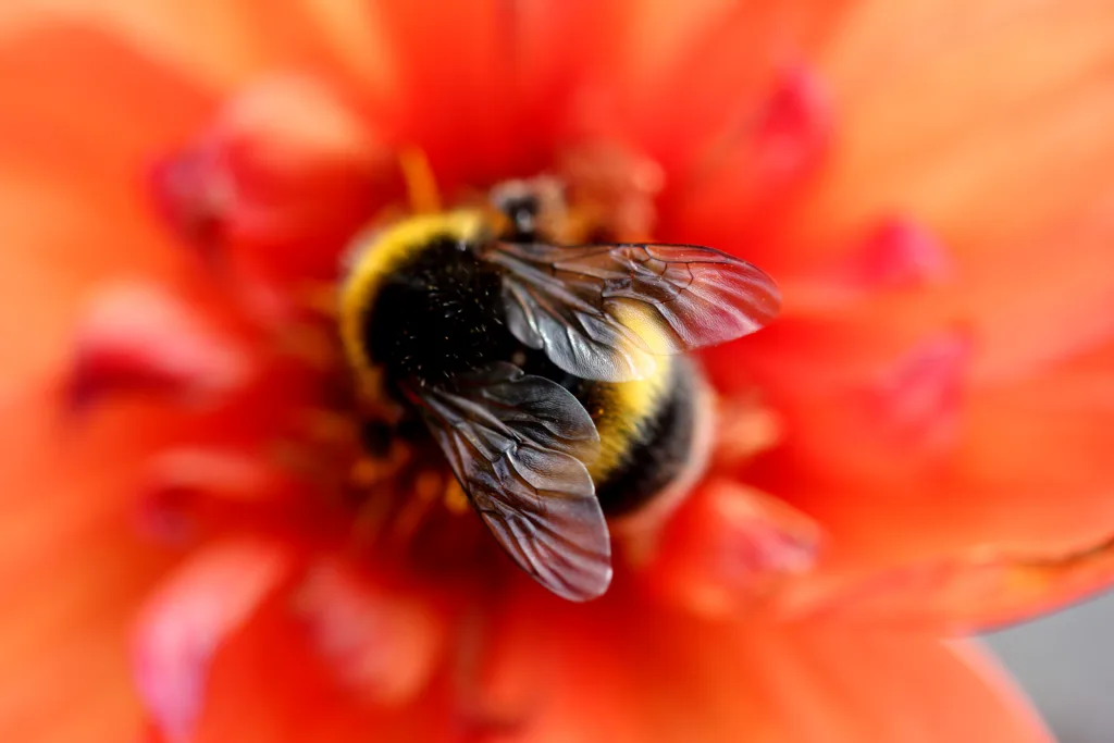 bumblebee 1678385338