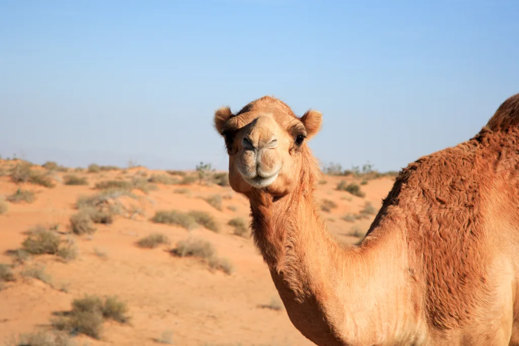 camel 1678385753