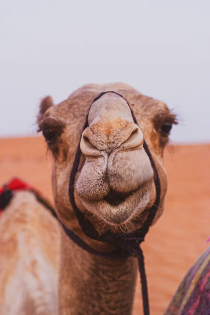 camel 1678385815