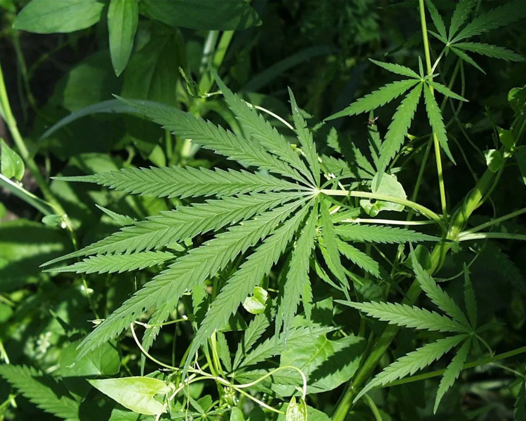 cannabis plant 1678546599