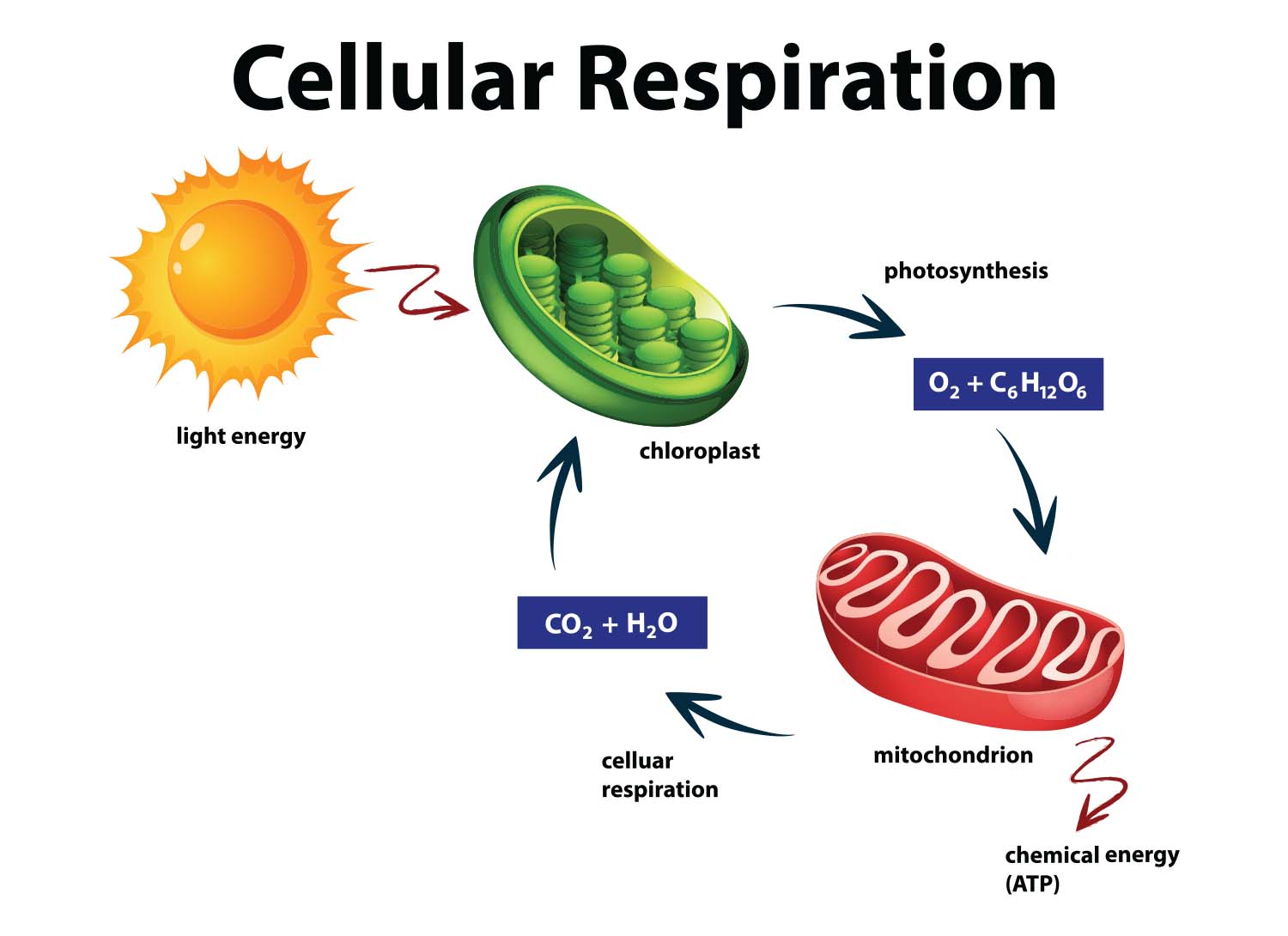 Is Water A Product Of Cellular Respiration