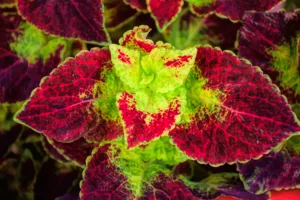 coleus 1679064644