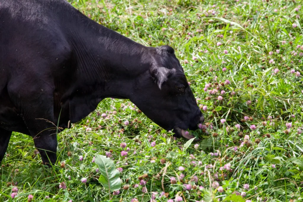 cow eating clover 1678991090