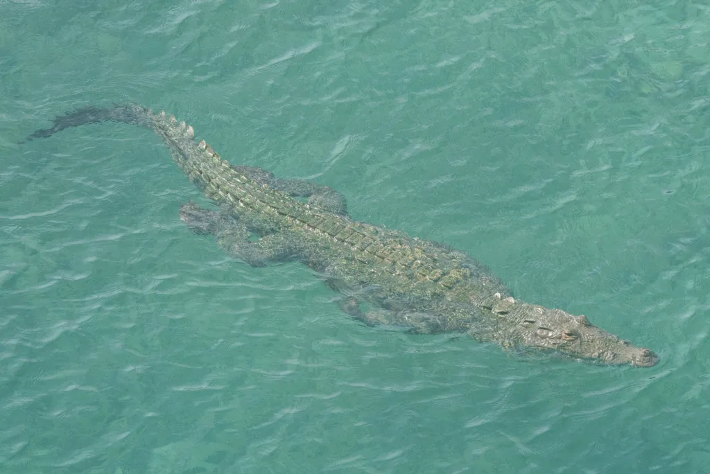 crocodile in ocean 1678437520