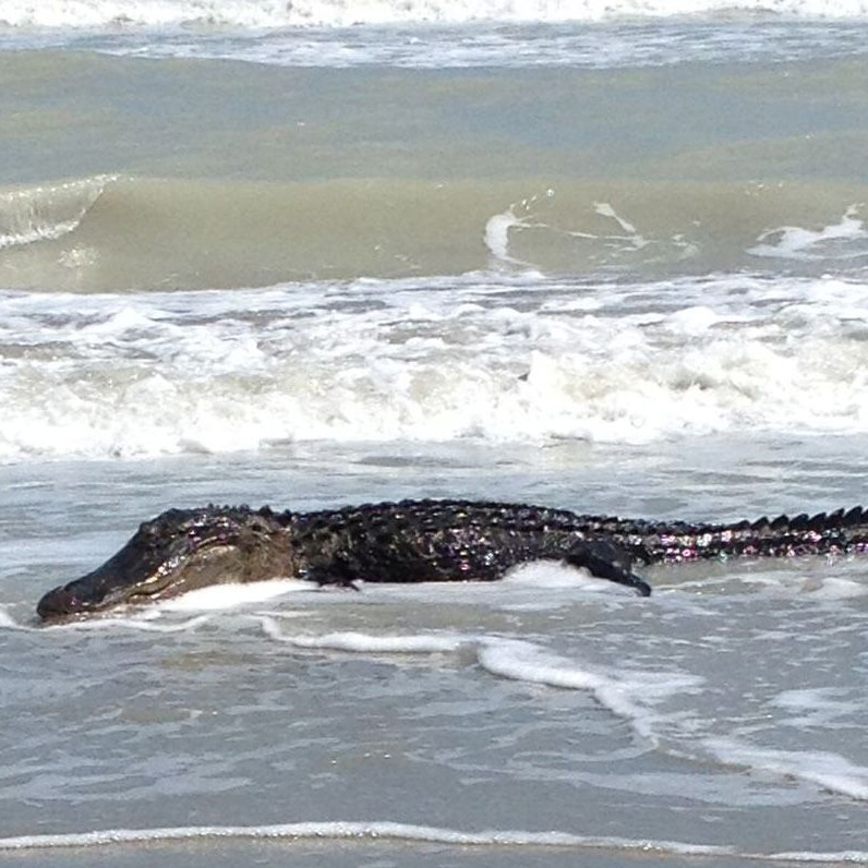 crocodile in ocean 1678437521