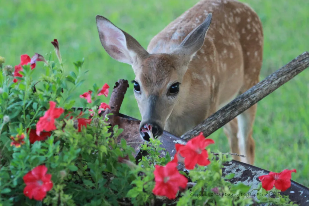 deers eating flowers 1678438861