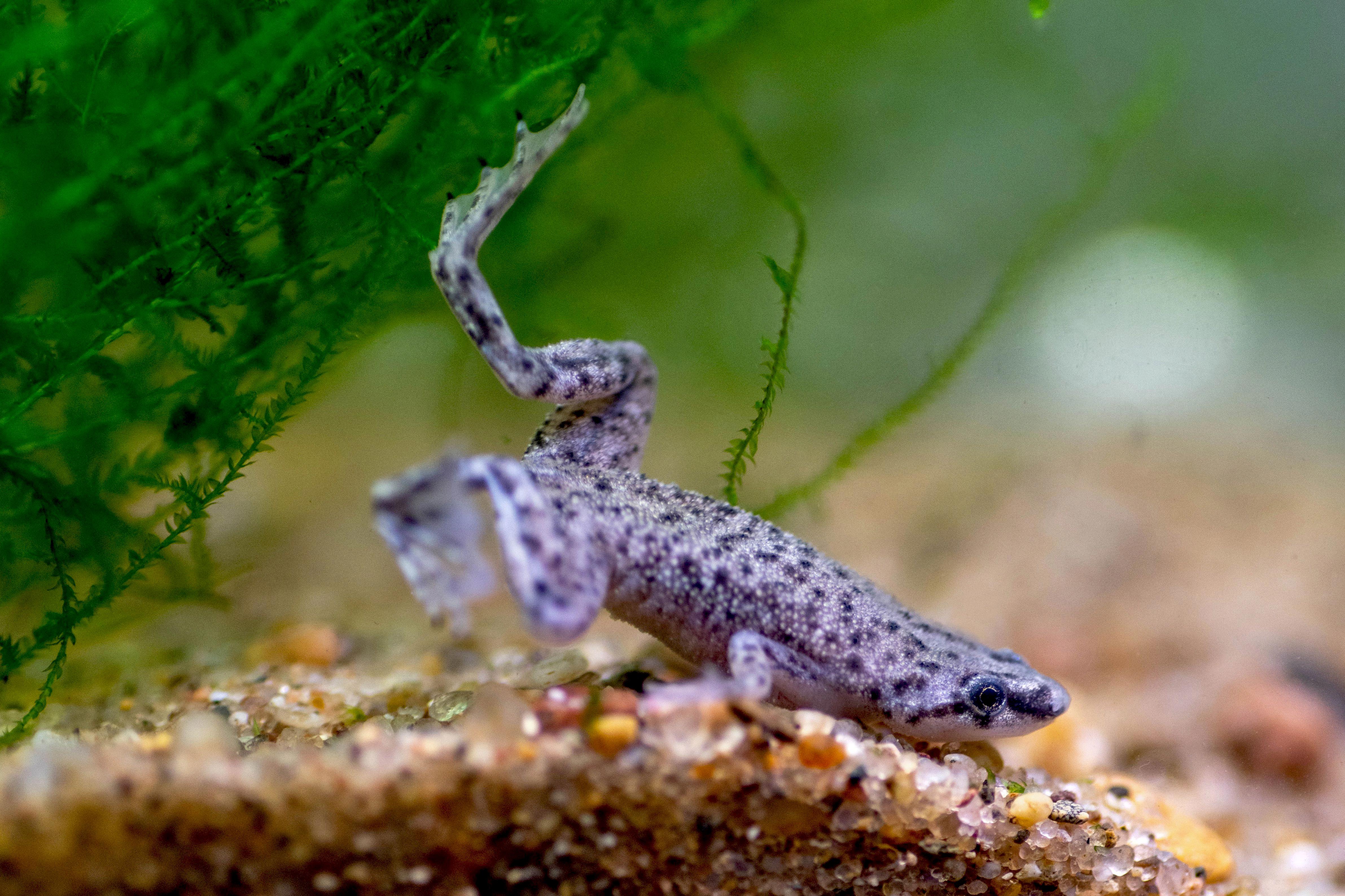 do african dwarf frogs sing