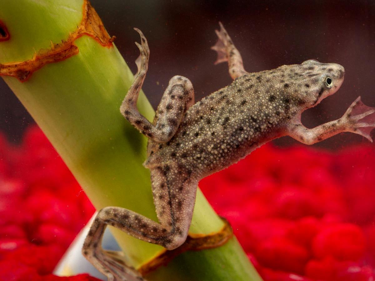 do african dwarf frogs sing