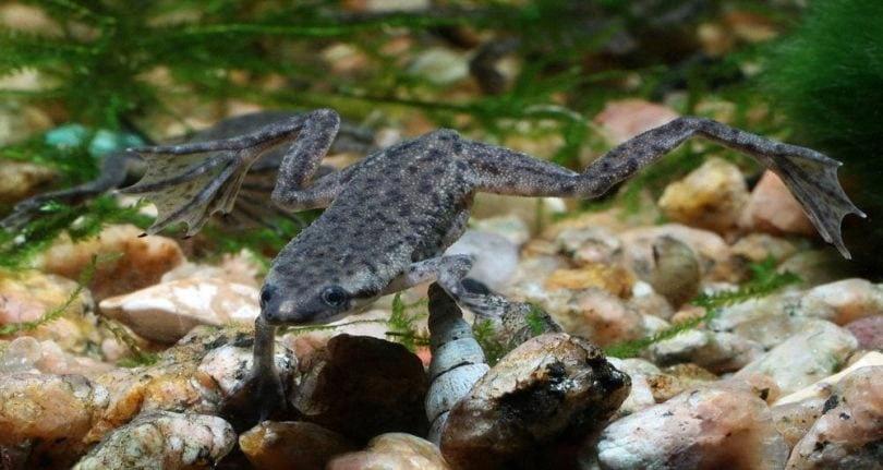 do african dwarf frogs sing