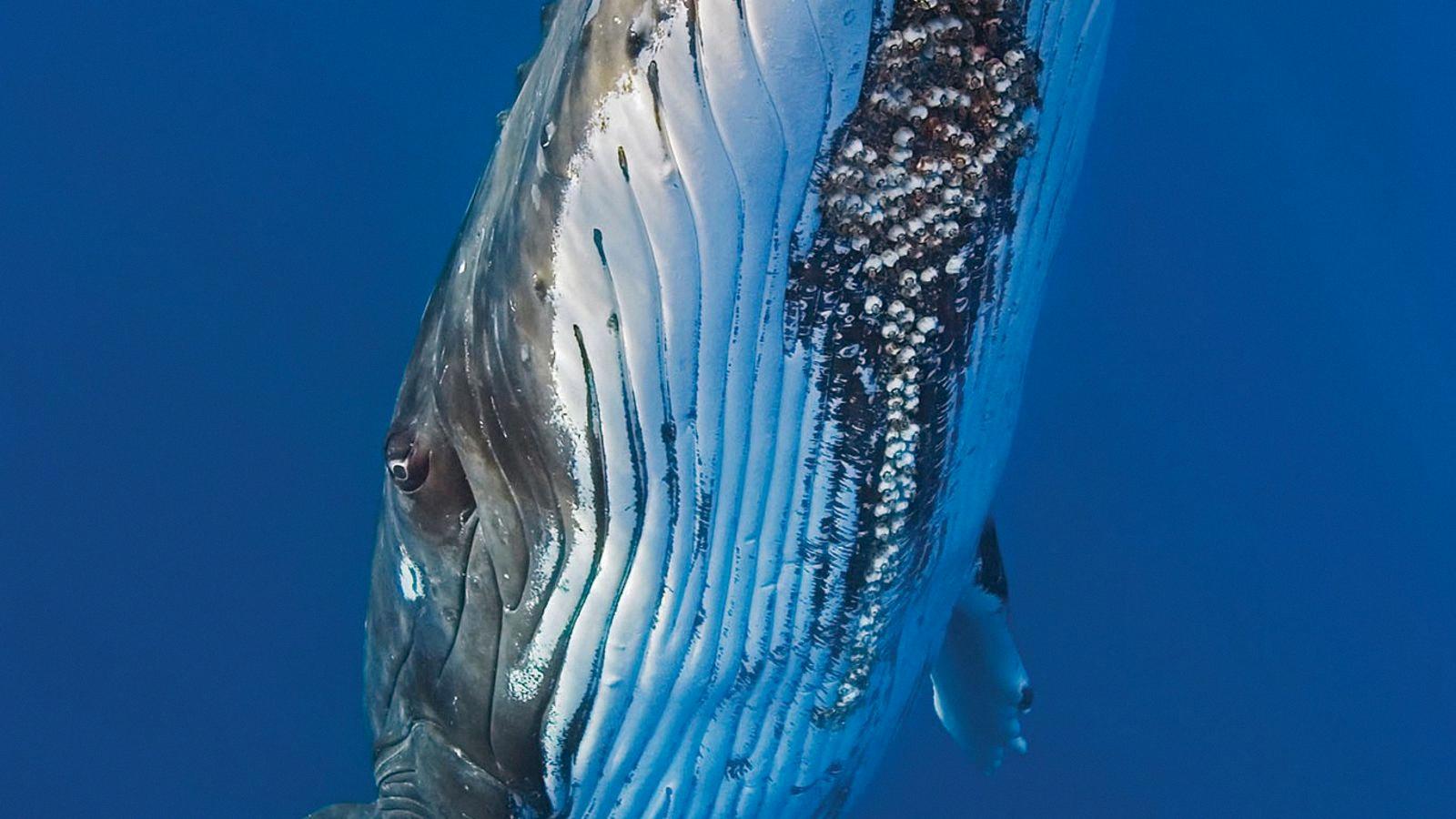 Examining the Relationship of Barnacles and Whales