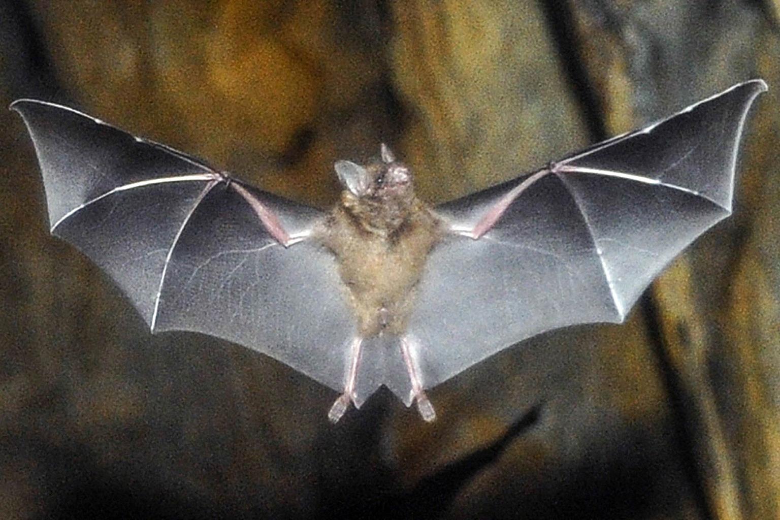 do bats have tails