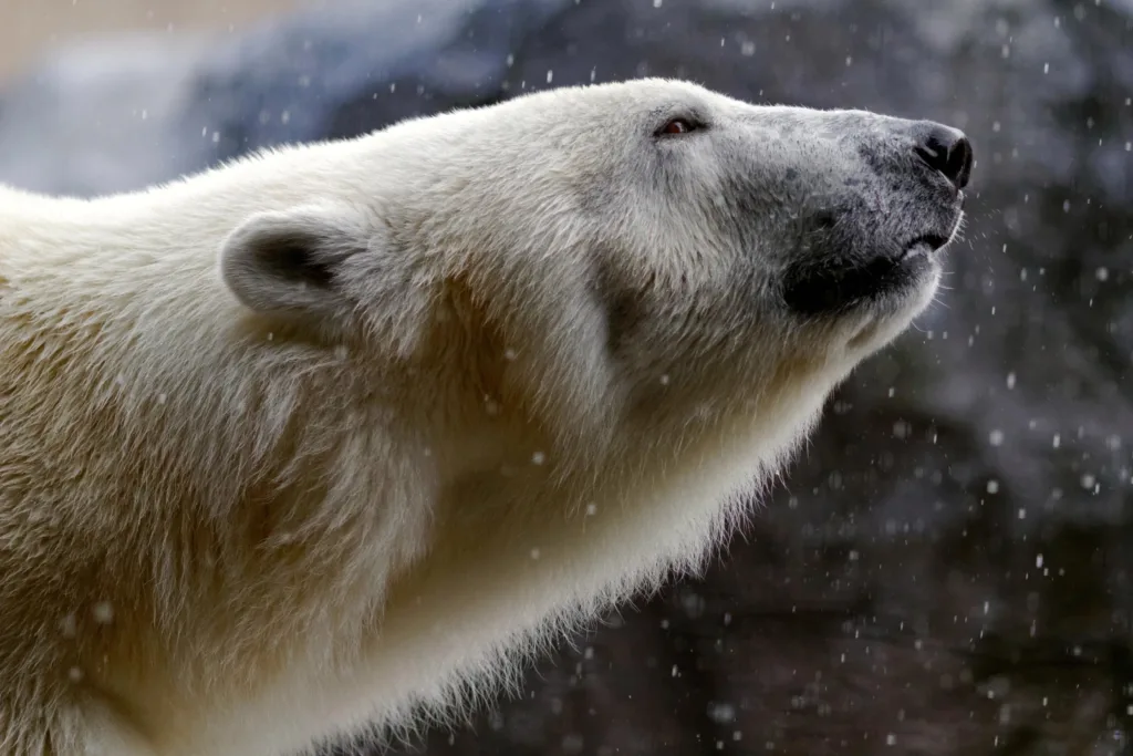 Brushing Up on Polar Bear Whiskers