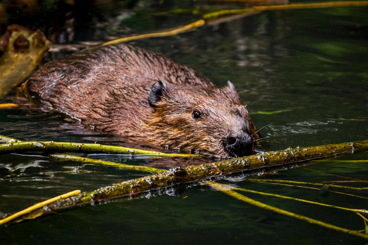 do beavers hibernate