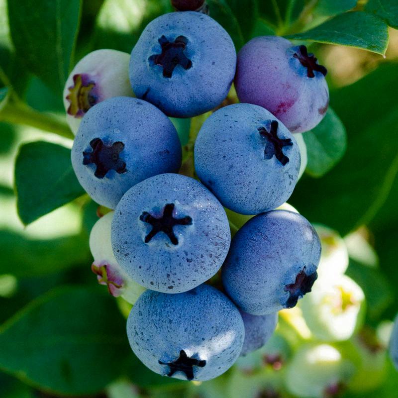 do blueberries have seeds