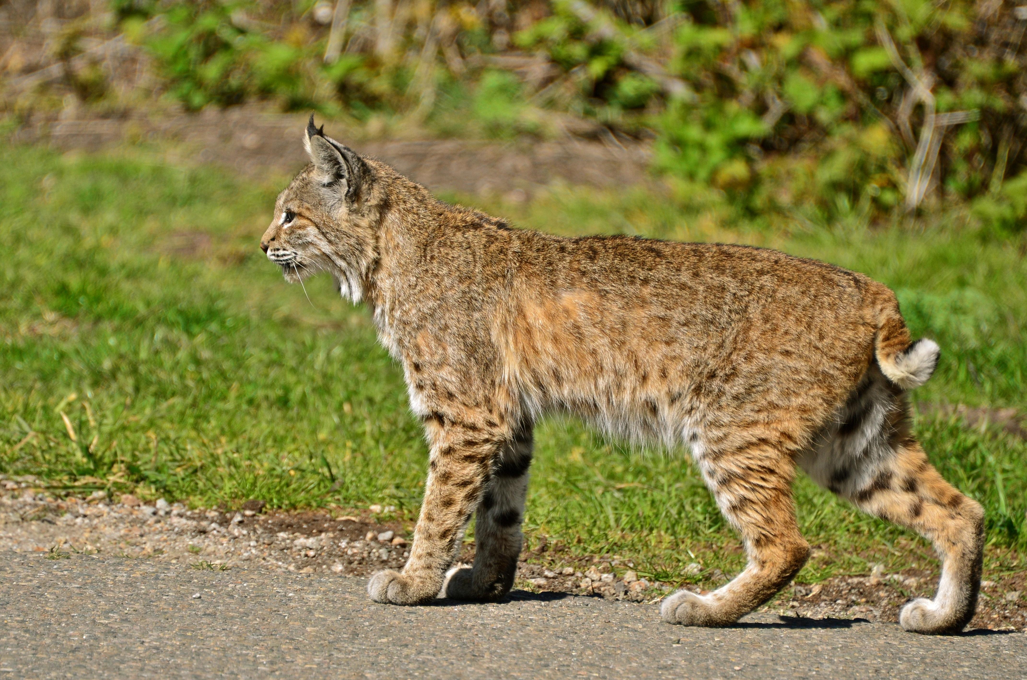 do bobcats have tails