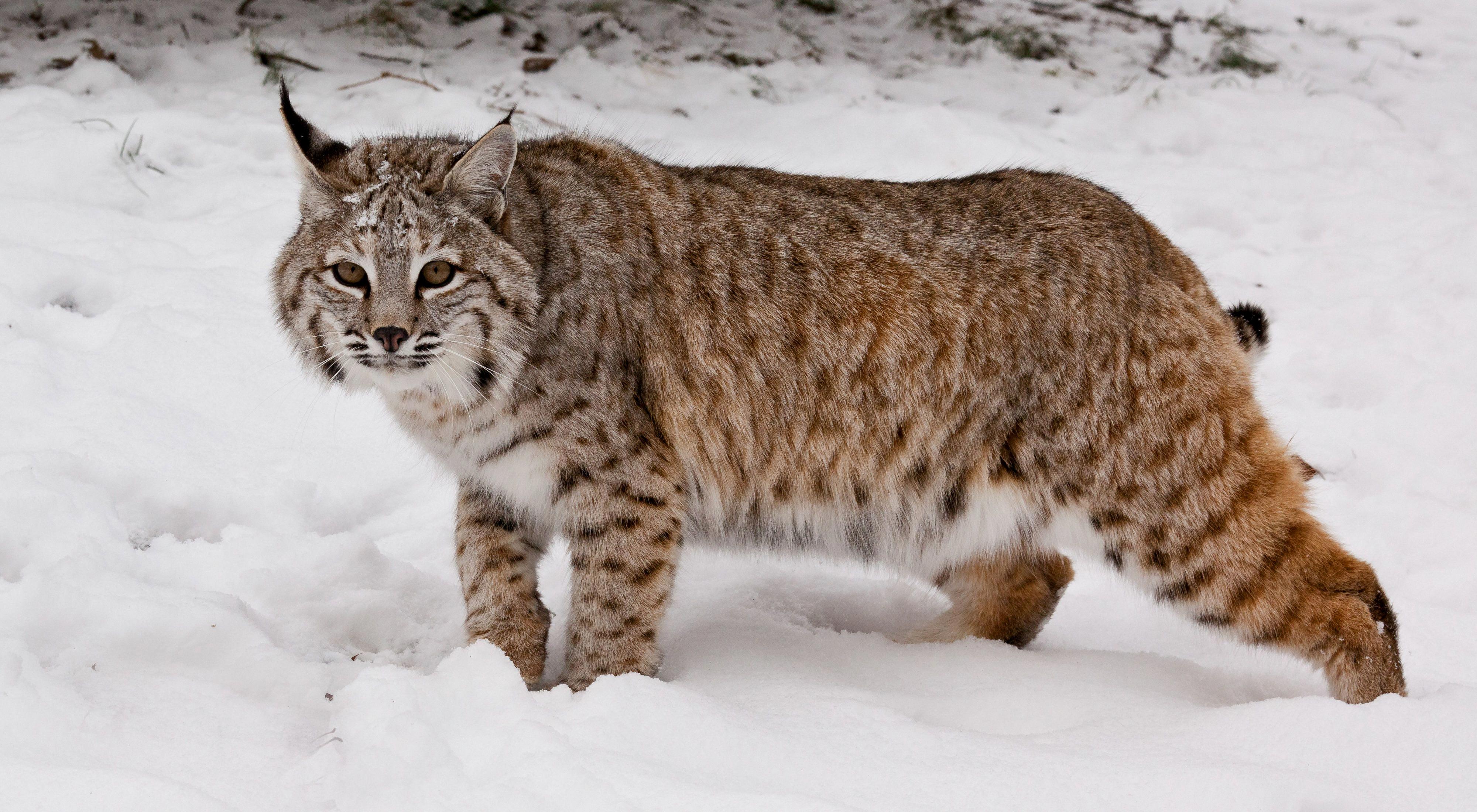 do bobcats have tails