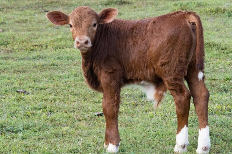 The Existence of Mammary Glands in Bulls Bared
