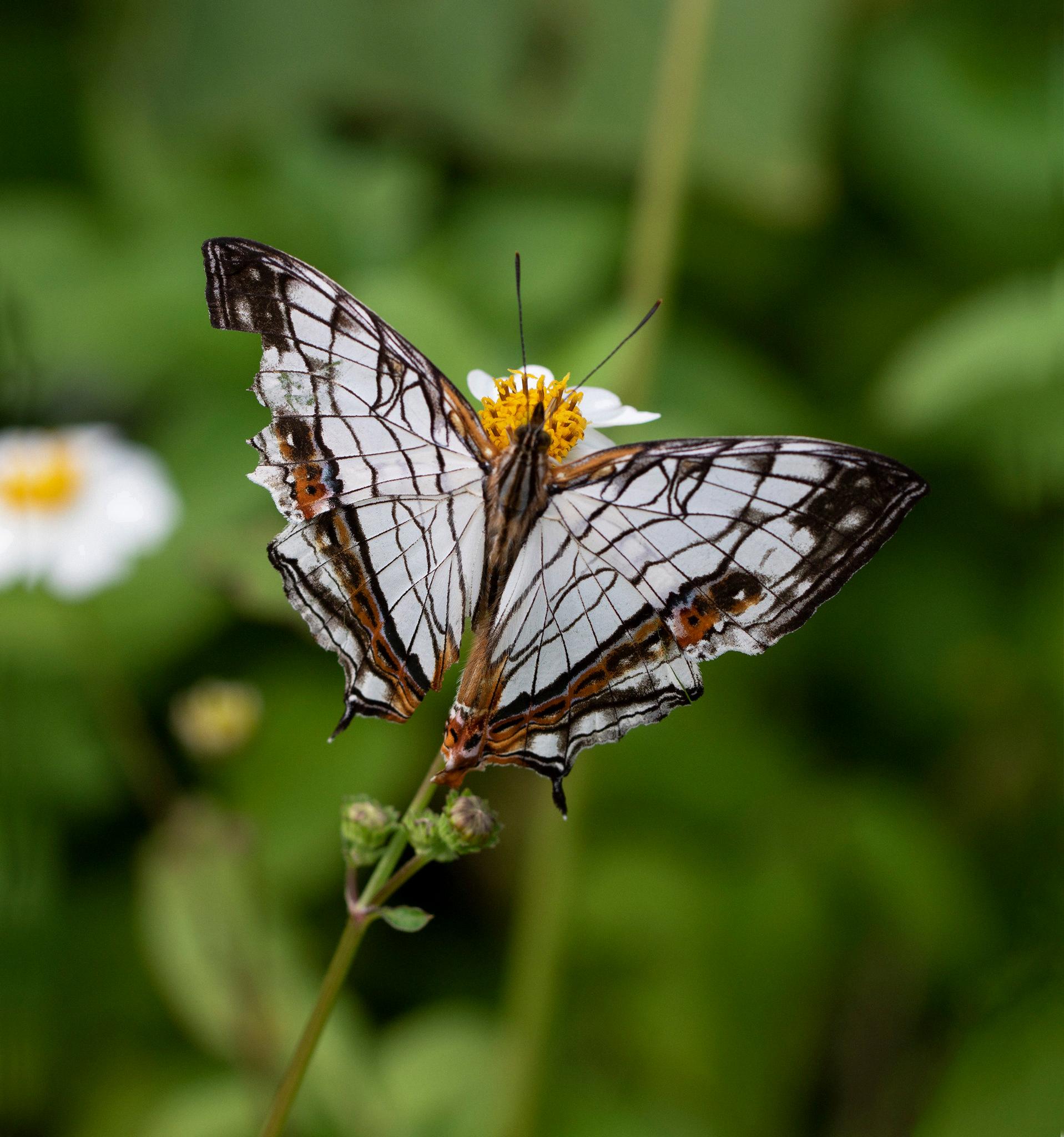 do butterflies drink blood