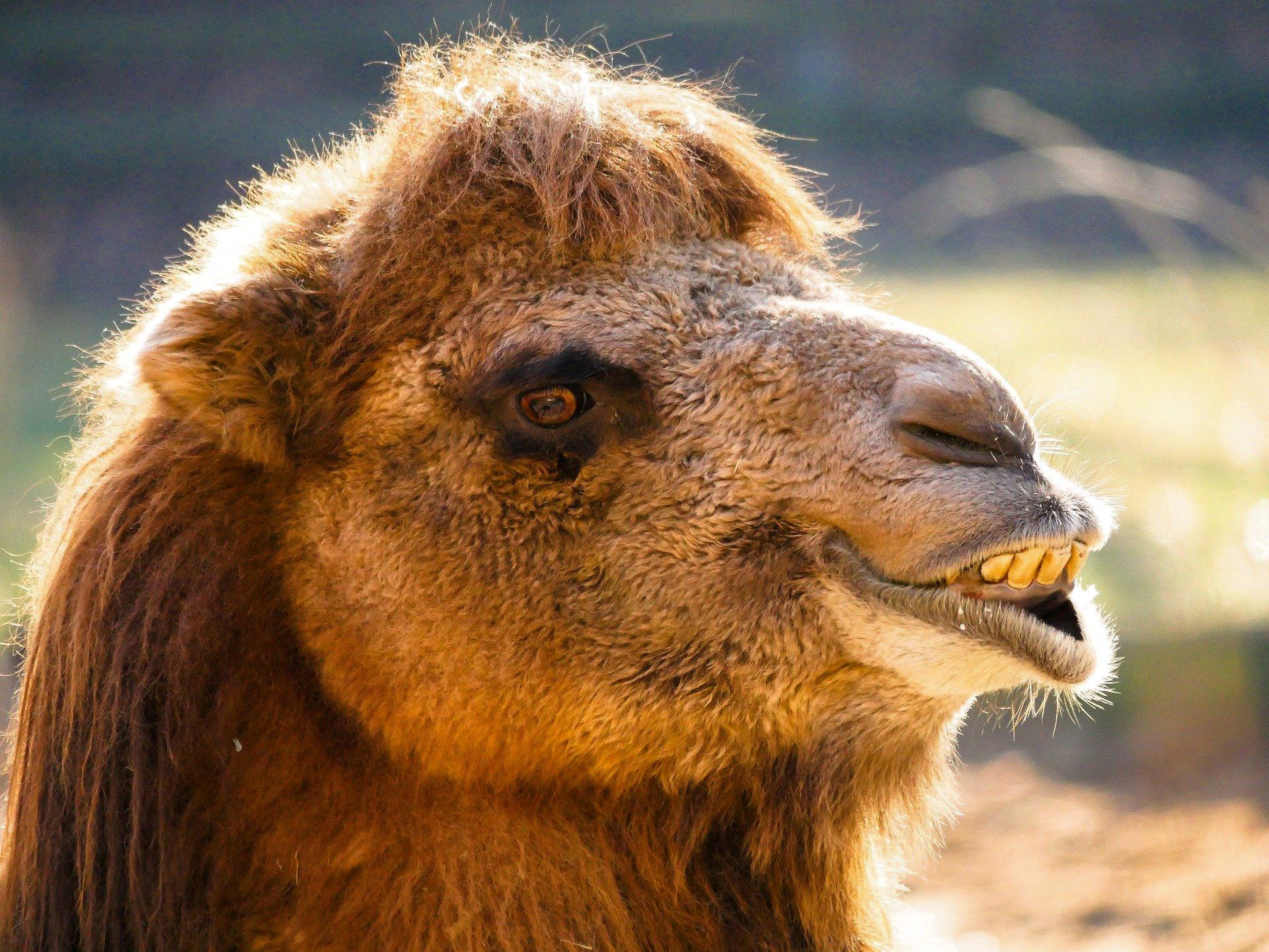 do camels spit