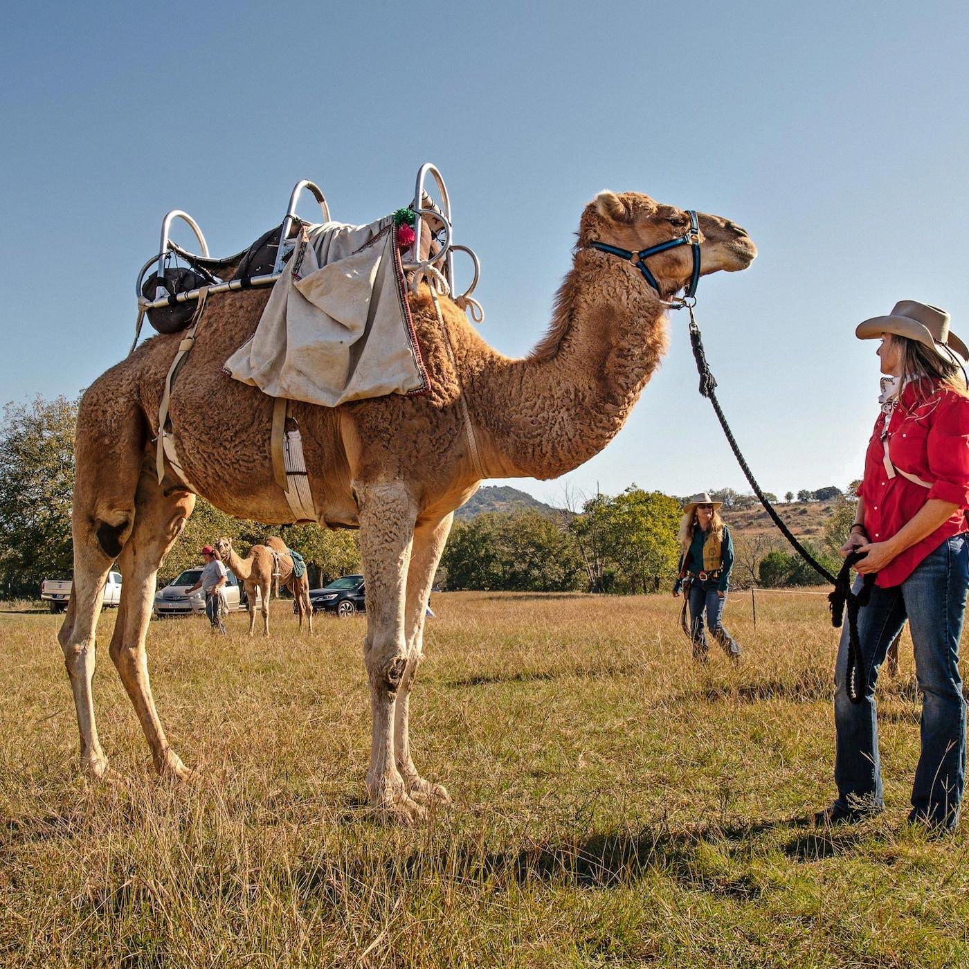 do camels spit