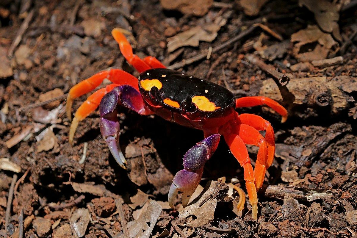 Cracking the Code of Crab's Claw Regeneration