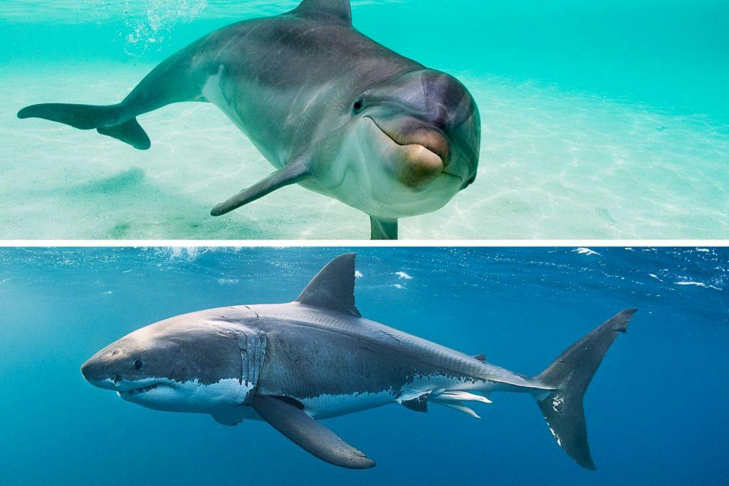 dolphins-vs-sharks-a-marine-power-play