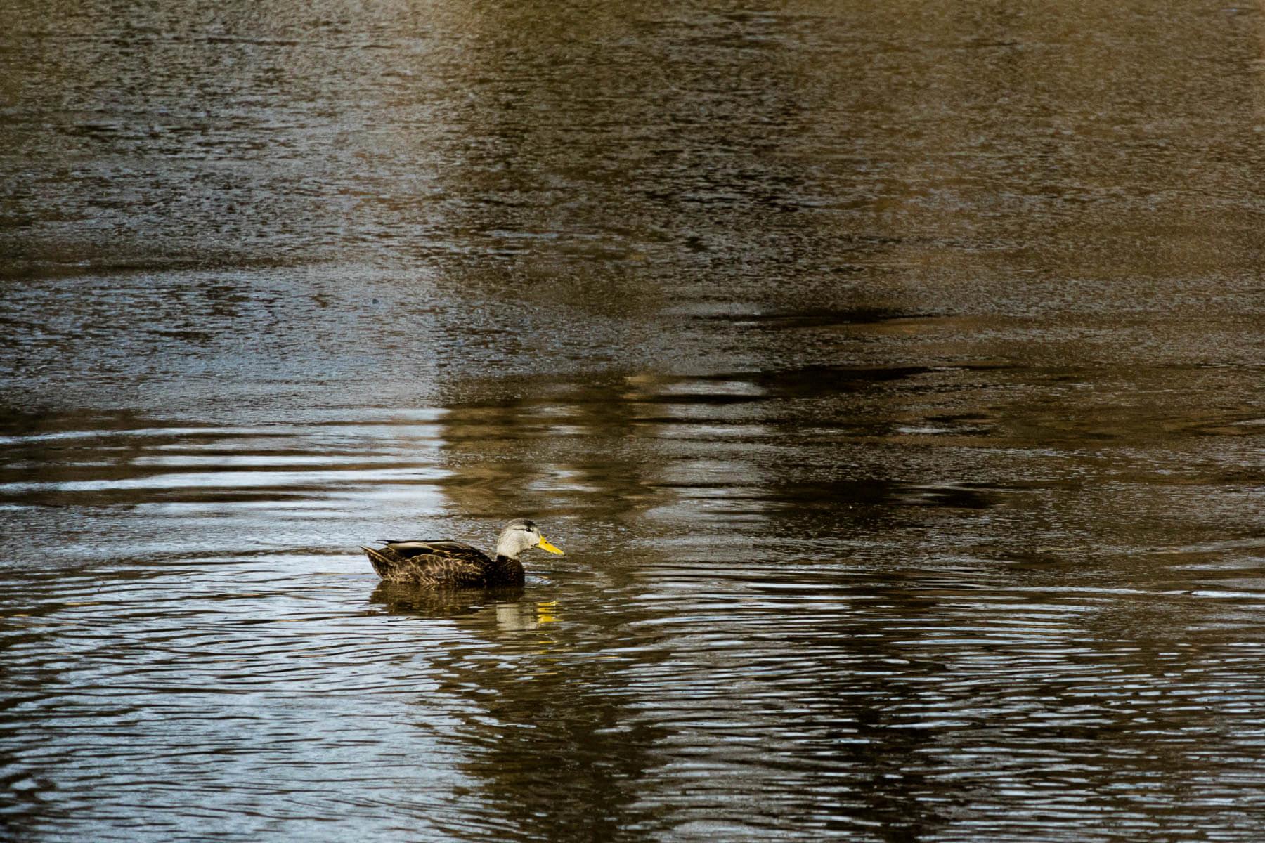 do ducks have ears