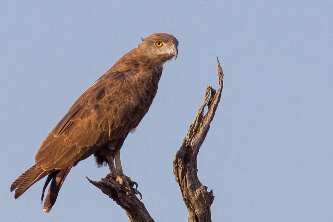 How Eagles Prey on Snakes