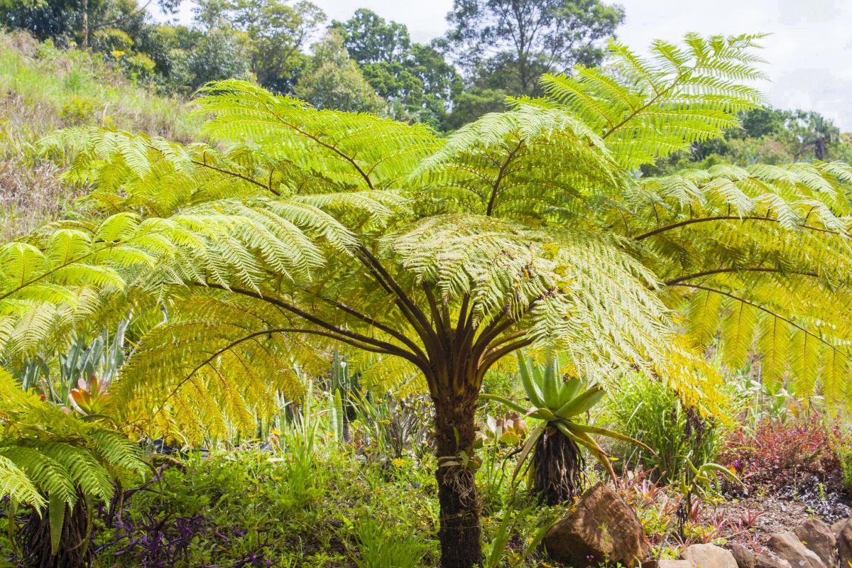 do ferns have seeds