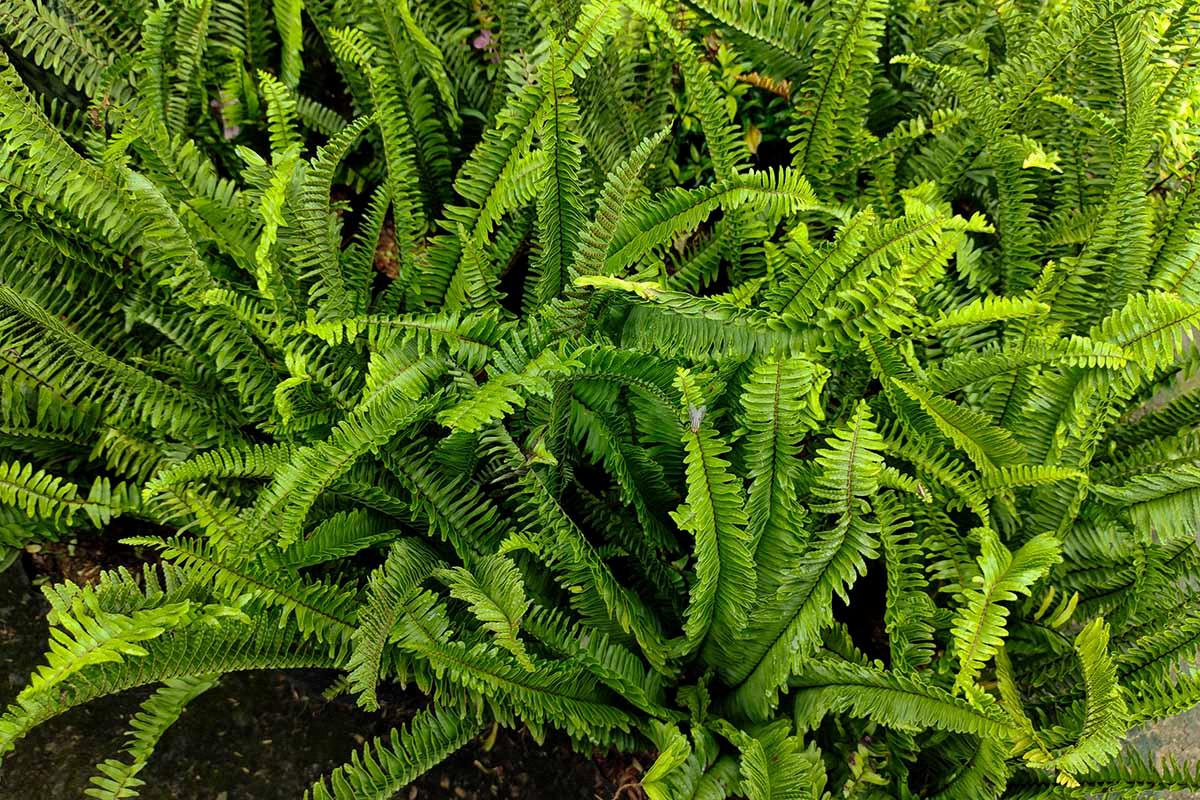 do ferns have seeds