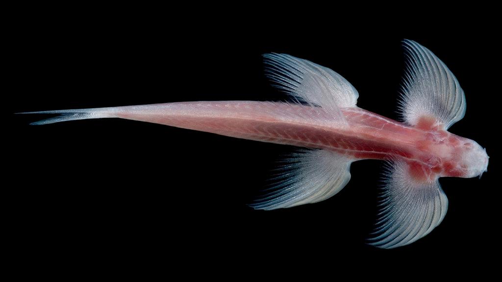 The Compelling Anatomy of Fish Manifested