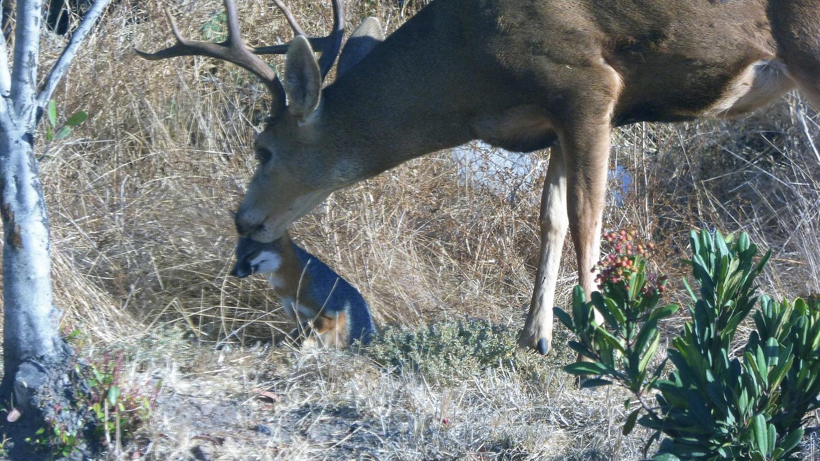 do foxes eat deer