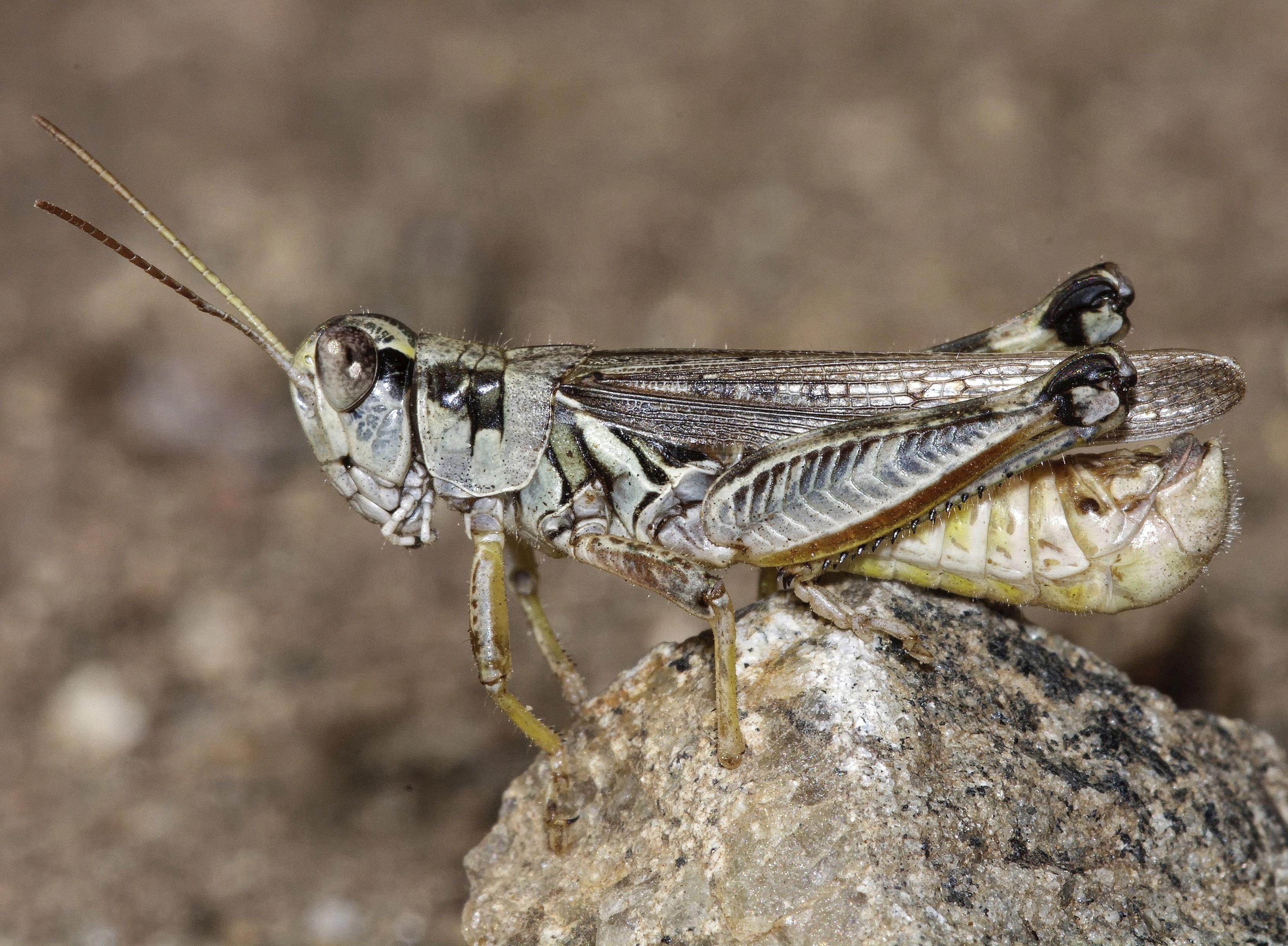 do grasshoppers eat ants