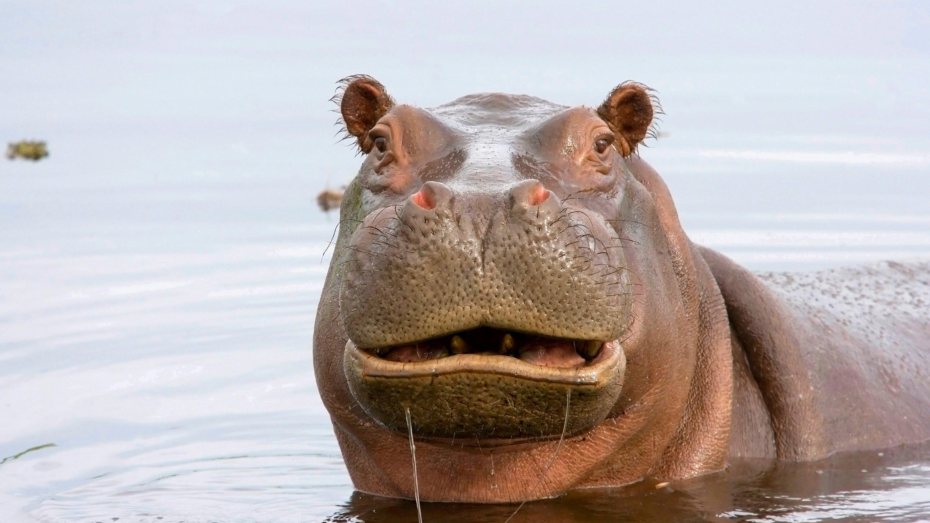 do hippos eat their young