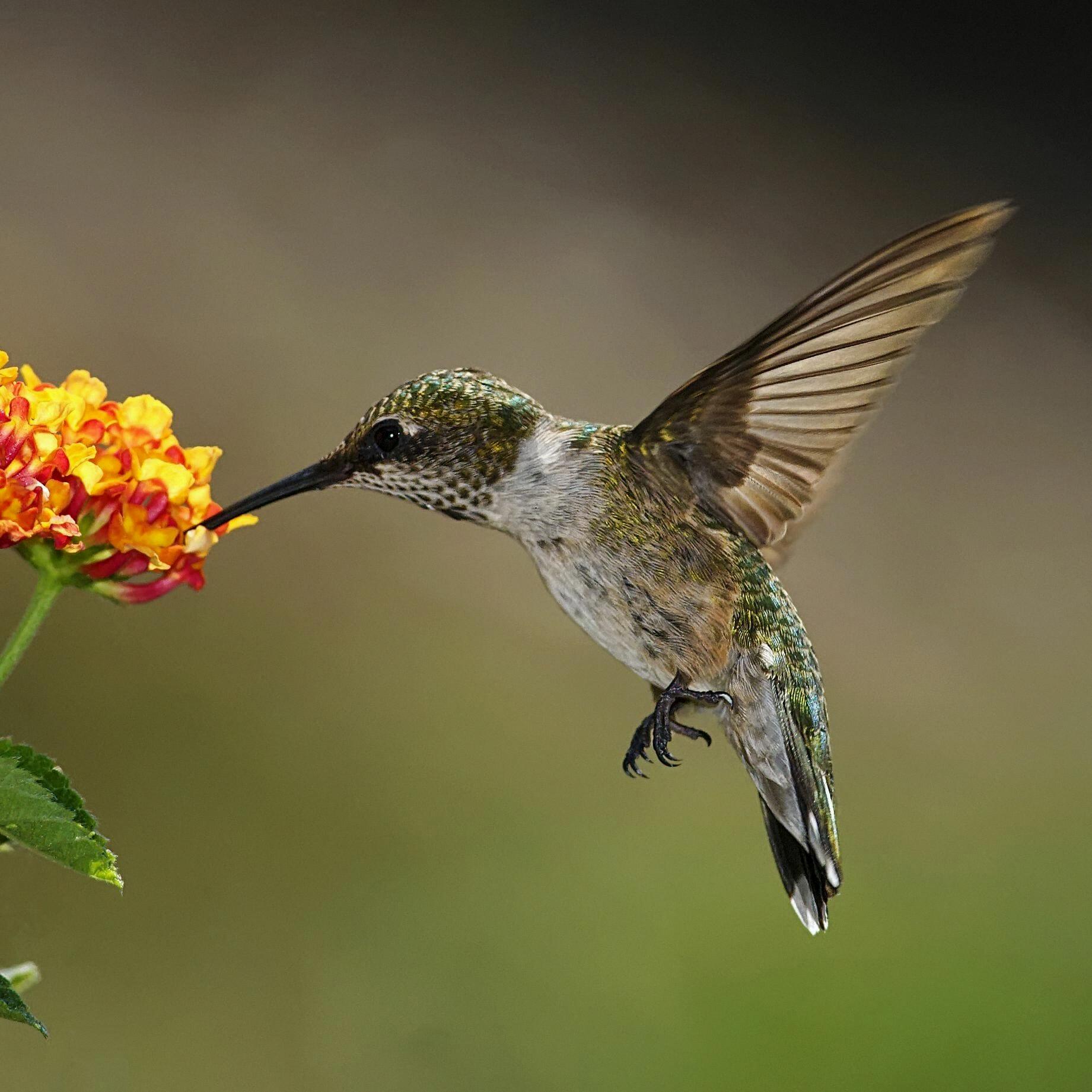 do hummingbirds have feet