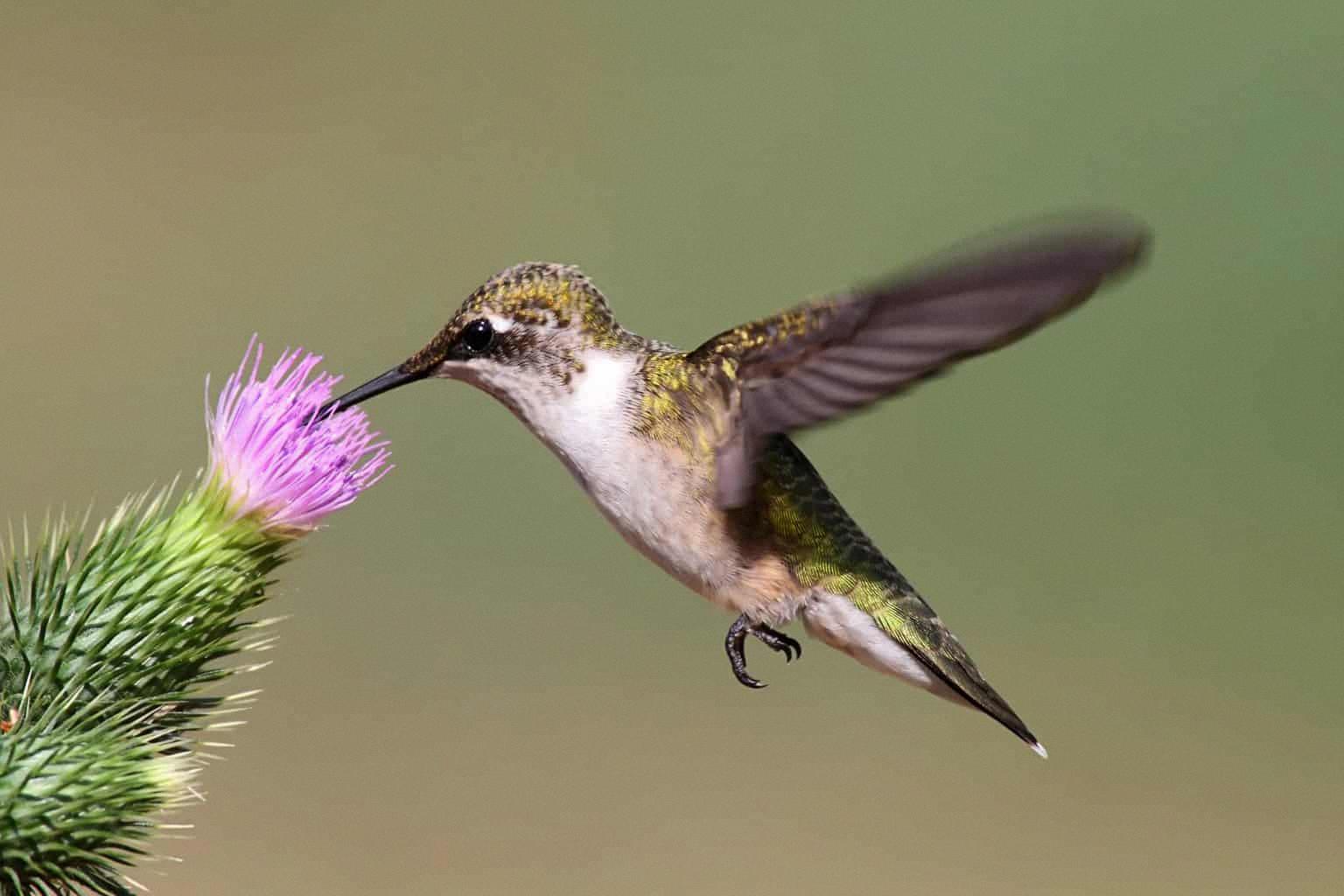 do hummingbirds have feet