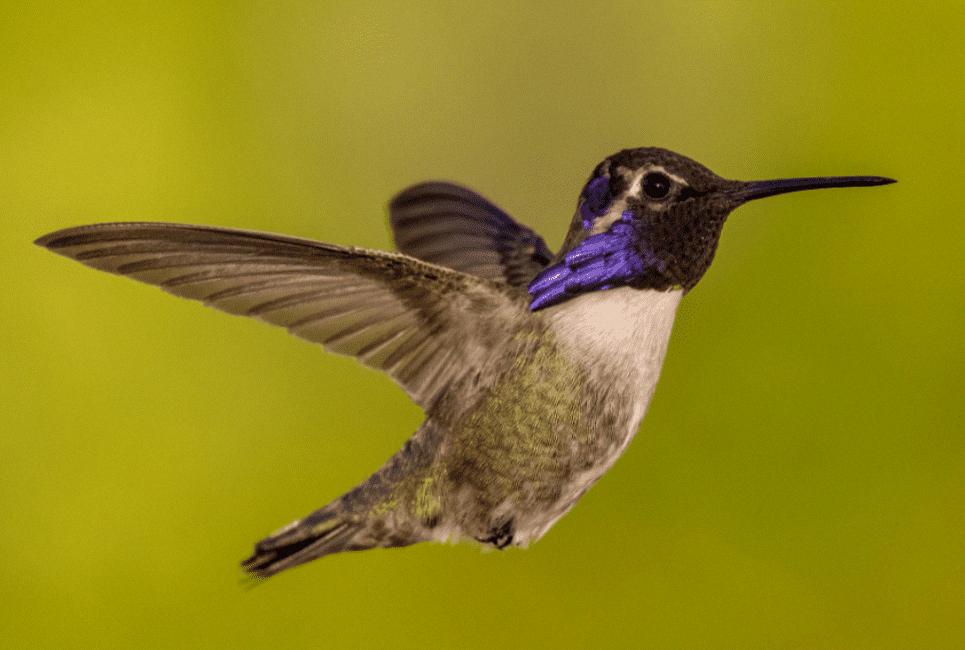 do hummingbirds mate for life